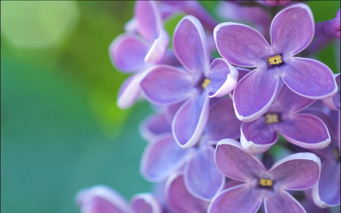 lilac-flowers-hd