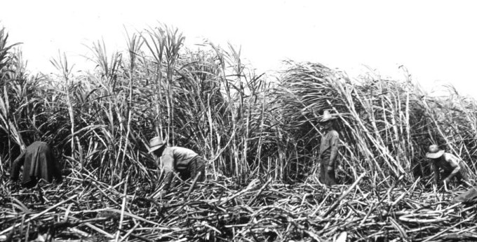 How a typical sugar cane plantation would have looked on Hawaii.               ( courtesy of http://aam.govst.edu/projects/cmietlicki/images/images_2/sugarcane2.jpg) 