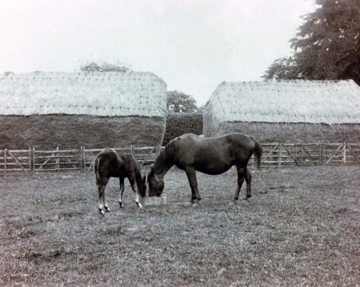 Horses on a farm around 1800. These horses could have been similar to the kind Benjamin Franklin Morris would have raised