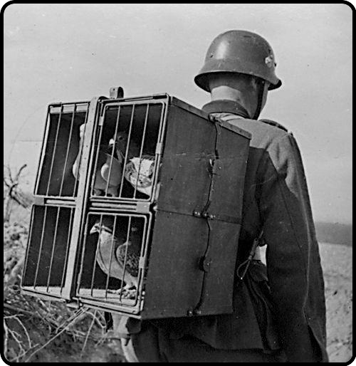 Communications before computers - WWI carrying pigeons were used to carry messages during WWI. People would tie messages to the feet of pigeons. One time a pigeon saved over 200 men because of a delivered message. 